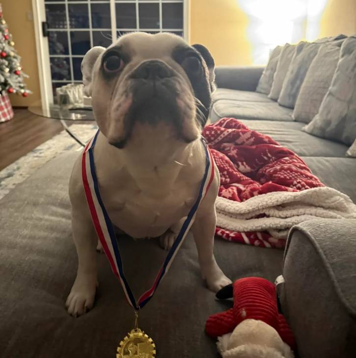 Un American french Bulldog assis sur un canapé