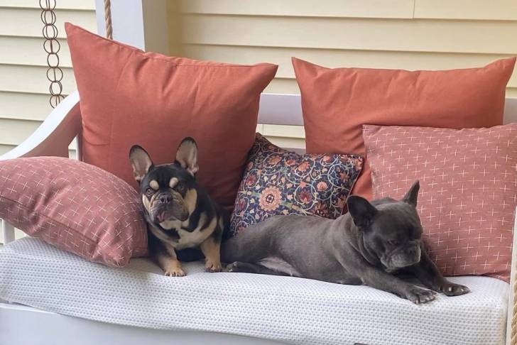Deux American french Bulldog sur un canapé