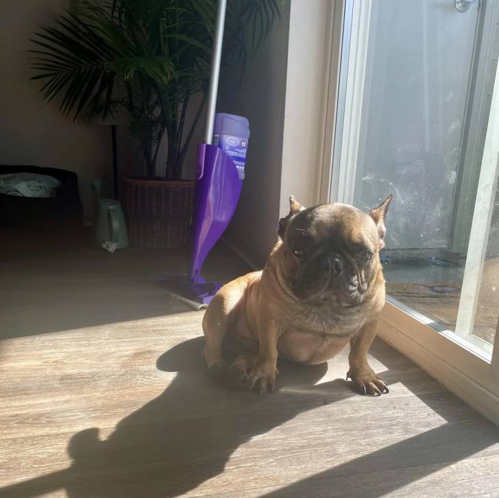 Un American french Bulldog assis sur un parquet et regardant vers la caméra