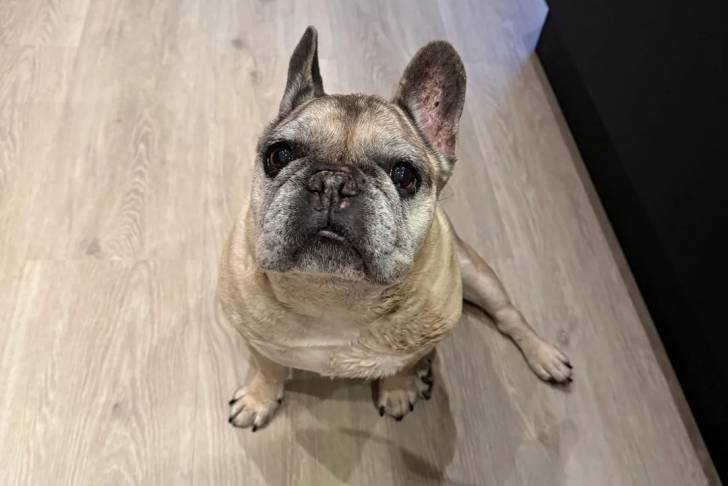Un American french Bulldog assis et regardant vers la caméra