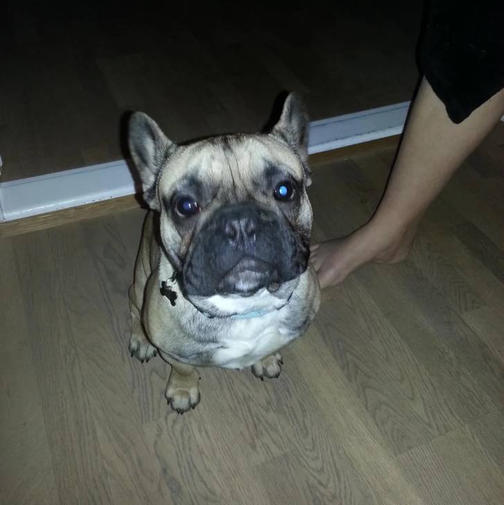Un American french Bulldog assis sur un parquet et portant un collier autour du cou