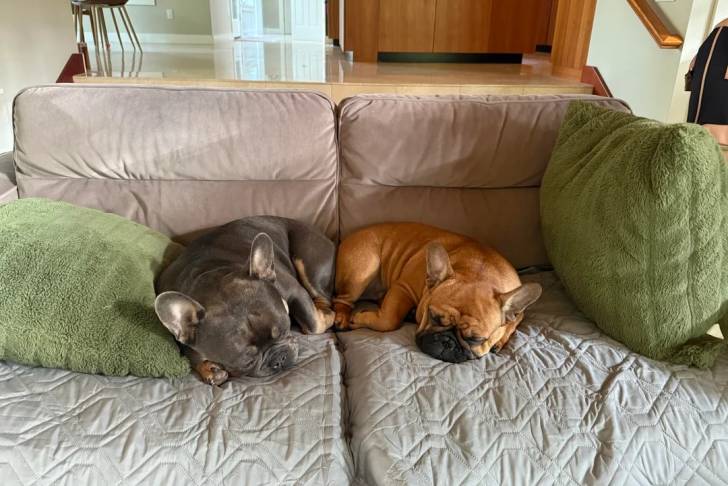 Deux American french Bulldog allongé sur un canapé