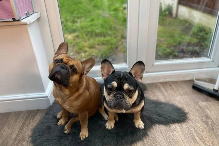 Deux American french Bulldog assis sur un tapis