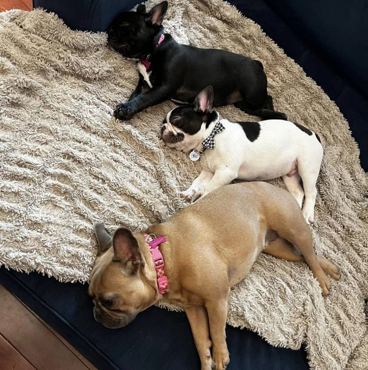 Trois American french Bulldog allongé sur un couverture