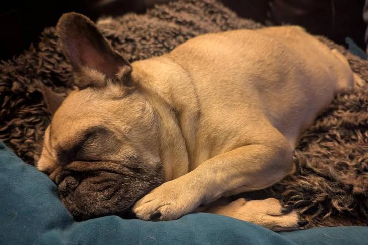 Un American french Bulldog allongé et semblant dormir
