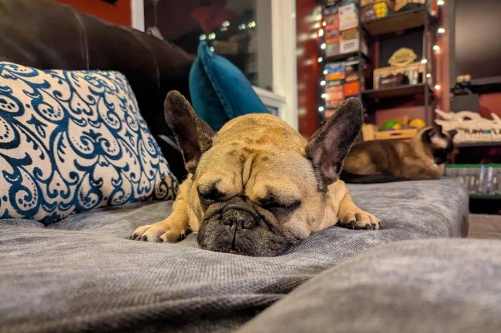 Un American french Bulldog allongé sur un canapé