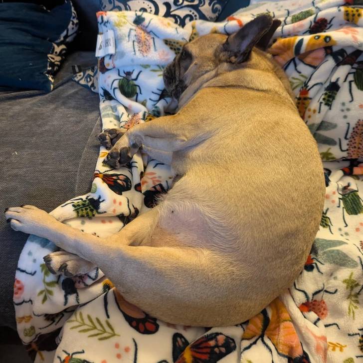 Un American french Bulldog allongé sur un canapé