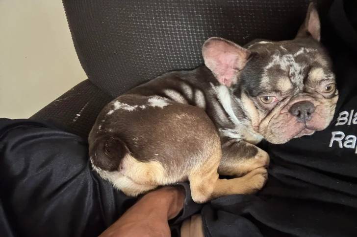 Un American french Bulldog allongé sur le bras d'une personne et regardant vers la caméra