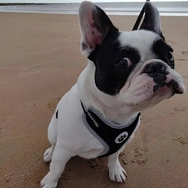 Un American french Bulldog assis sur une surface sableuse et portant un harnais