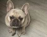 Un American French Bulldog assis sur un parquet