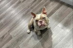 Un American French Bulldog assis sur un parquet et regardant vers la caméra