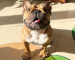 Un American French Bulldog sur un sol carrelé