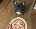 Un American French Bulldog assis sur un parquet et attendant son repas