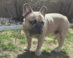Un American French Bulldog sur un terrain herbeux