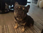 Un American French Bulldog assis sur un natte