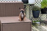 Un American French Bulldog assis sur une chaise