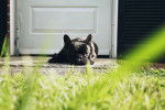 Un American French Bulldog allongé devant une porte