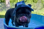 Un American French Bulldog dans une piscine gonflable
