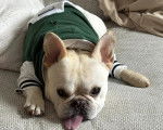 Un American French Bulldog allongé sur un canapé et portant un pull-over pour chien