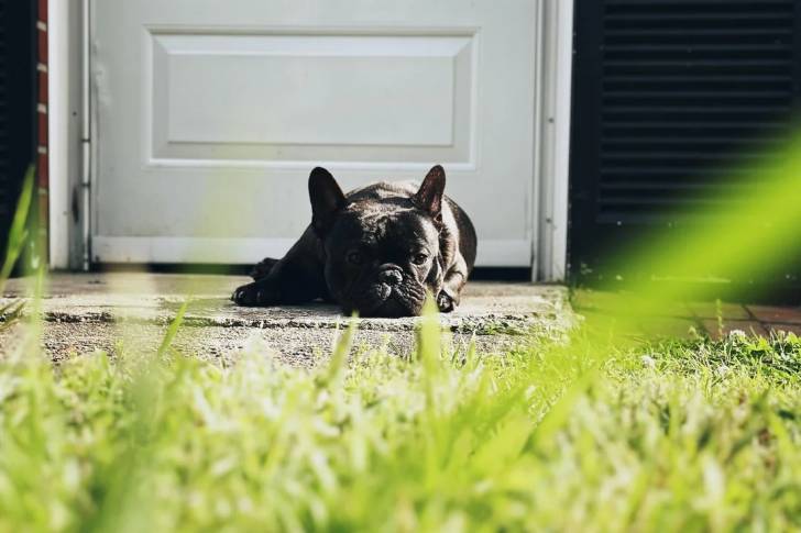 Un American French Bulldog allongé devant une porte