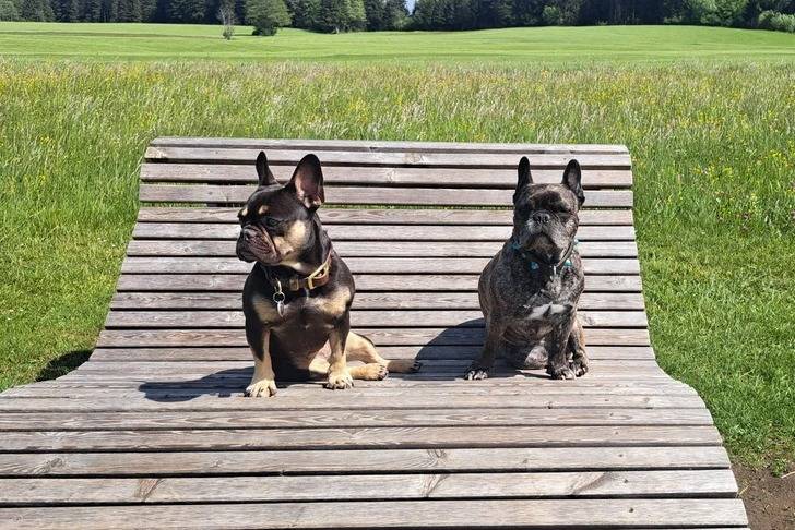 Deux American French Bulldog assis sur une chaise en bois