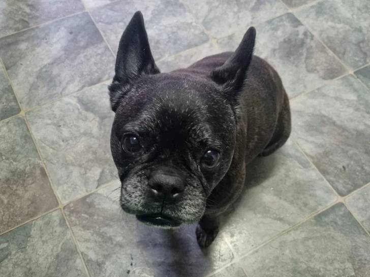 Un American French Bulldog assis sur un sol carrelé