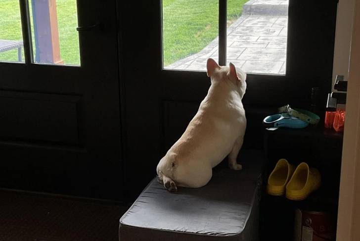 Un American French Bulldog assis et regardant par la fenêtre