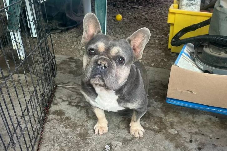 Un American French Bulldog assis sur un tapis et regardant vers la caméra