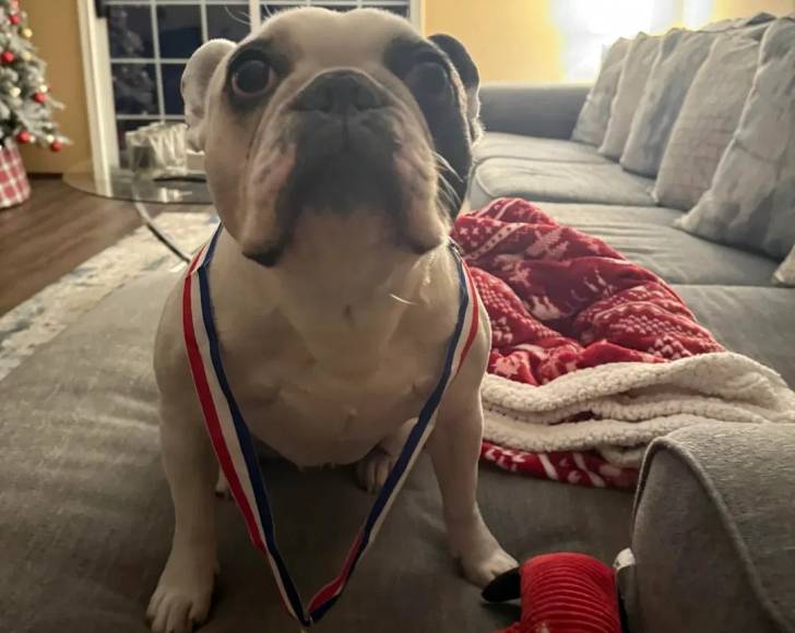 Un American French Bulldog assis sur un canapé