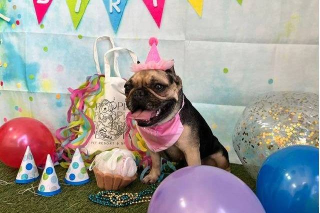 Un American French Bulldog assis et tirant la langue