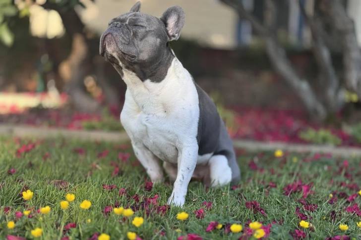 Un American French Bulldog assis sur un terrain herbeux