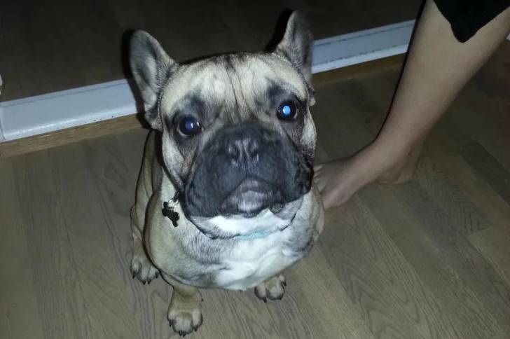 Un American French Bulldog assis sur un parquet et portant un collier autour du cou