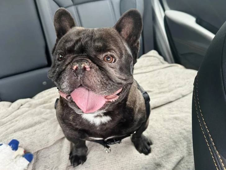 Un American French Bulldog assis sur la banquette arrière d'un véhicule et tirant la langue
