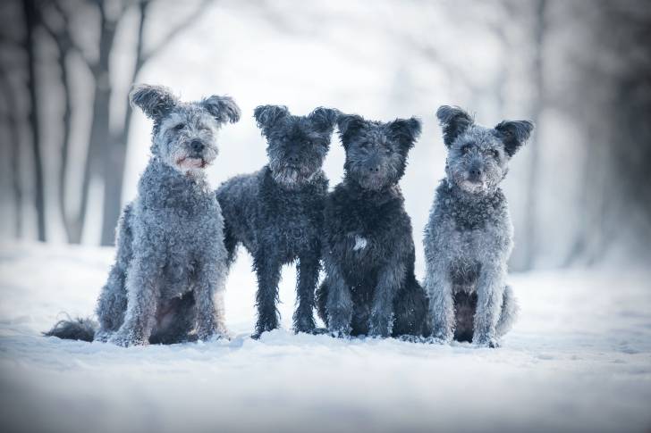 Quatre chiens Pumi assis dans la neige