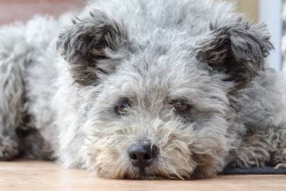 Un Pumi gris qui s'ennuie allongé sur le sol