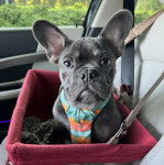 Un French Bullnese assis dans un panier et portant un harnais 