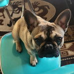 Un French Bullnese assis sur une chaise et regardant vers la caméra 