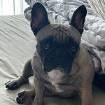 Un French Bullnese assis sur un lit et semblant détendu 