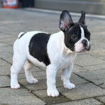 Un French Bullnese sur un sol pavé et regardant vers la caméra 