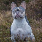Un French Bullnese assis sur un terrain herbeux et semblant détendu 