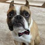 Un French Bullnese assis sur un tapis et portant un nœud autour du cou