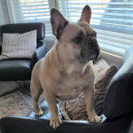 Un French Bullnese sur un canapé et semblant détendu