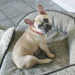 Un French Bullnese sur un canapé et portant un collier autour du cou