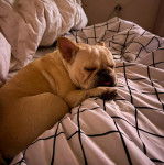 Un French Bullnese allongé sur un lit et semblant détendu