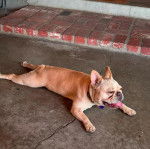 Un French Bullnese allongé sur une surface bétonnée et portant un collier autour du cou