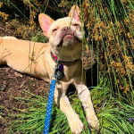 Un French Bullnese sur un terrain herbeux et qui est tenu en laisse 