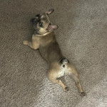 Un French Bullnese allongé sur une moquette et regardant vers la caméra 