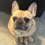 Un French Bullnese assis sur une moquette et regardant vers la caméra