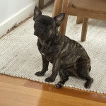 Un French Bullnese assis sur un tapis et regardant vers la caméra 