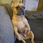 Un French Bullnese assis sur un canapé et semblant détendu 